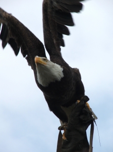 Bald eagle klaar voor vlucht