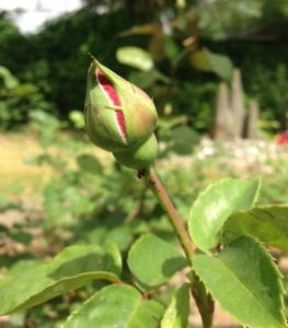 2013-06 FP zomer 1 bloemknop