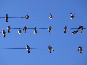 Teamcoaching Annechien Broekmeijer